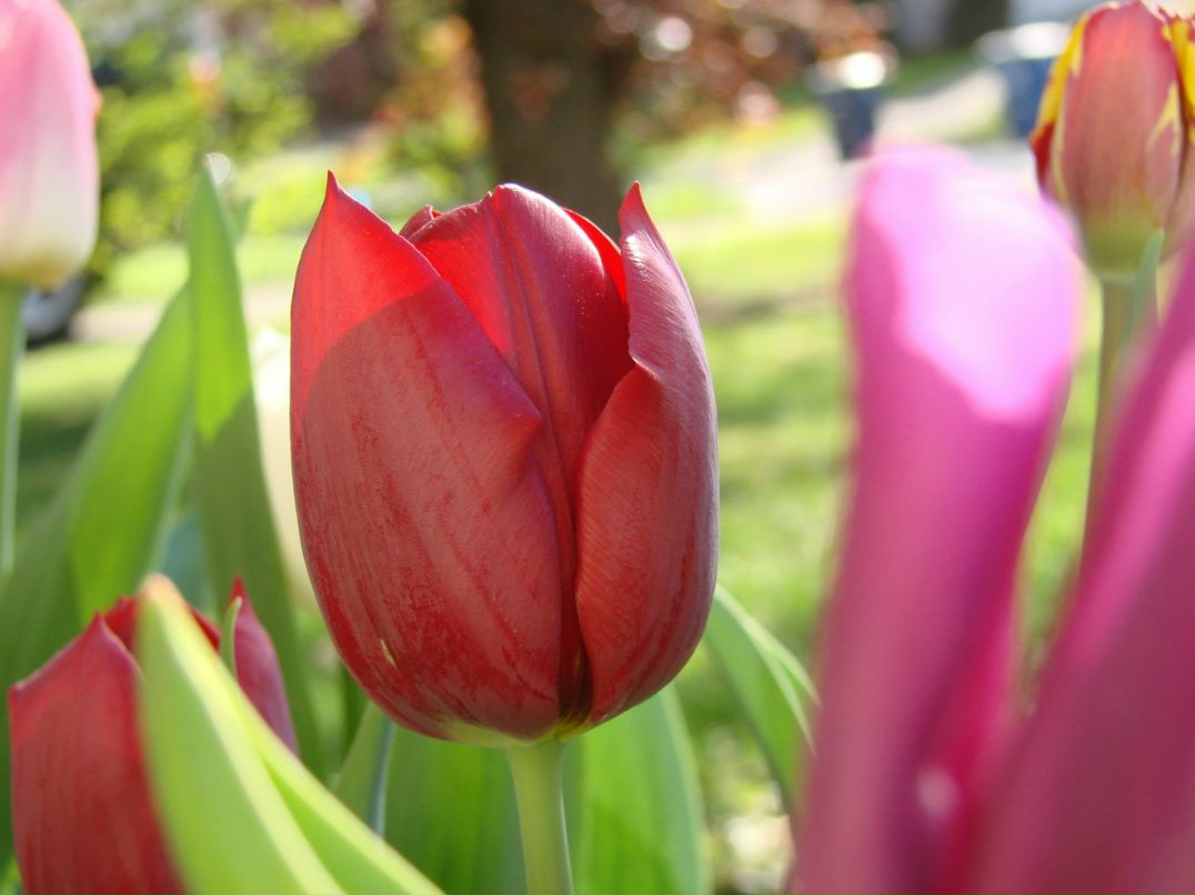 Алиса Волкова | Санкт-Петербург