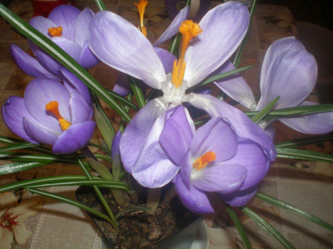 Елена Бульченко | Харьков