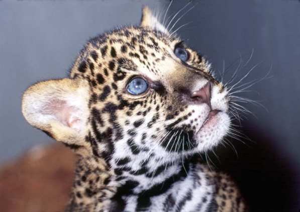 Заур Болотоков | Milano