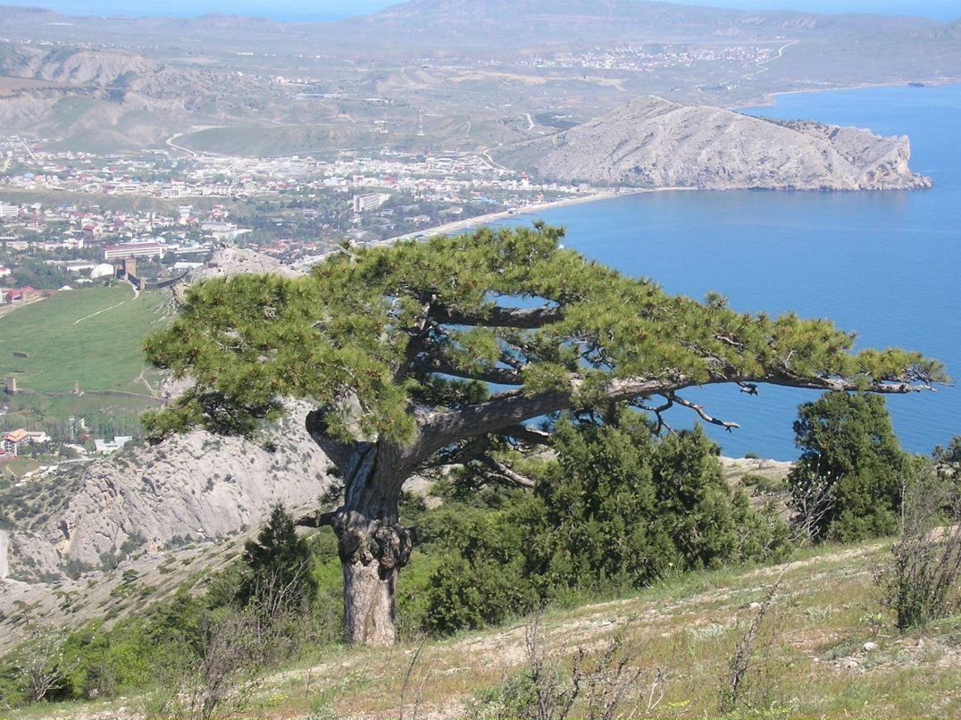 Иван Лялько | 