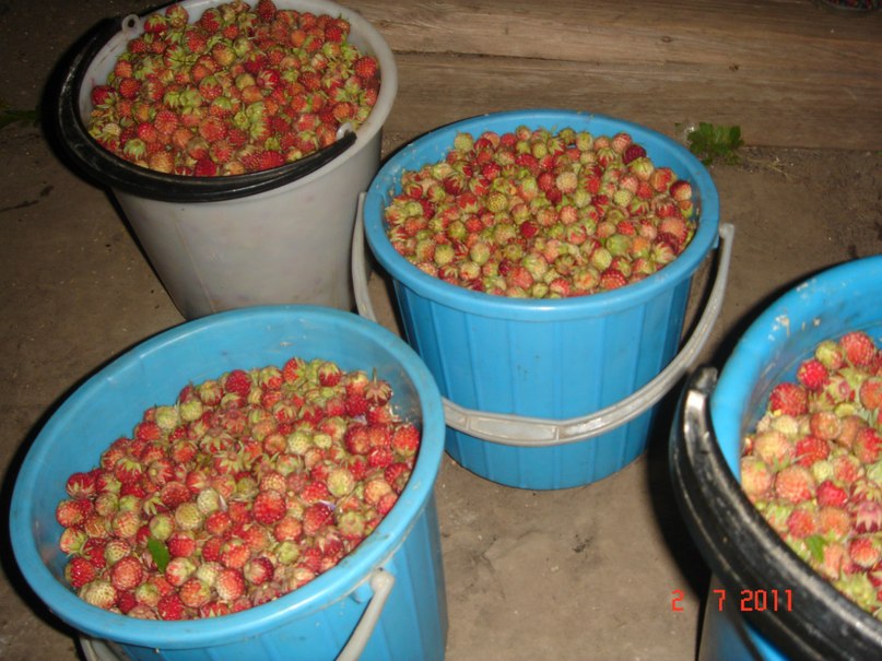 Рамиль Хадиев | Казань