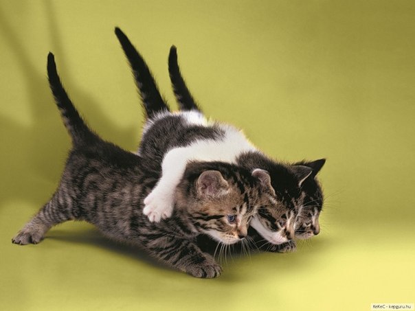 №41, Аделина Тухватуллина, 26 лет, Учалы (село) №41, Аделина Тухватуллина, 26 лет, Учалы (село)