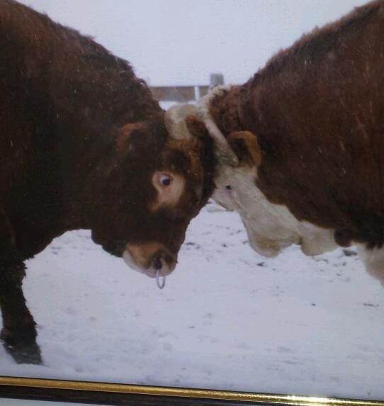 Тони Уфонтана | 