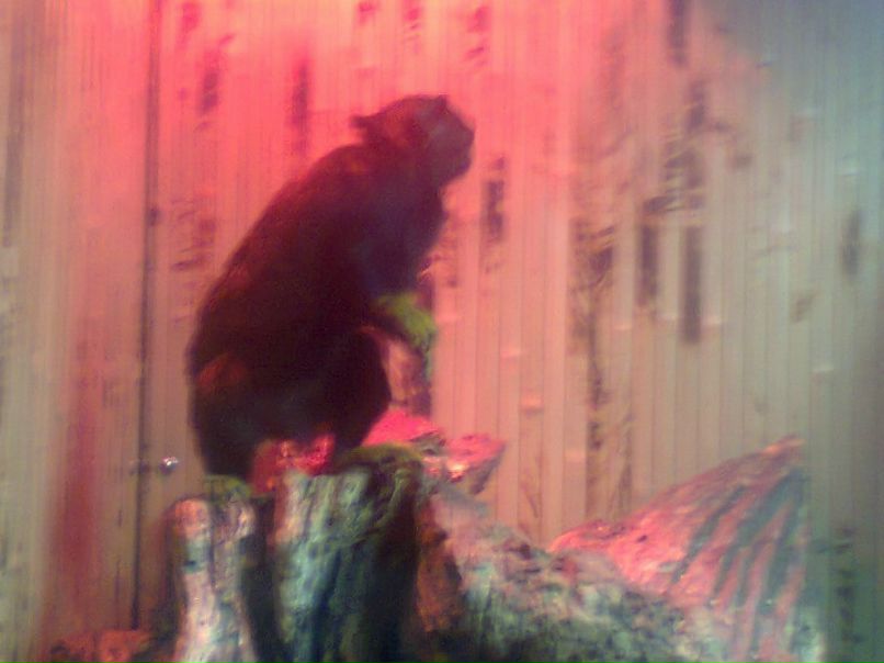 Анна Свищ ✿ܓBaRsY4kA✿ܓ | Харьков