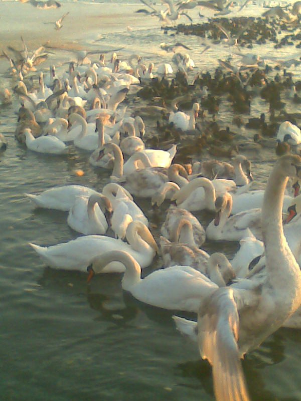 Евгений Рашковский | Одесса