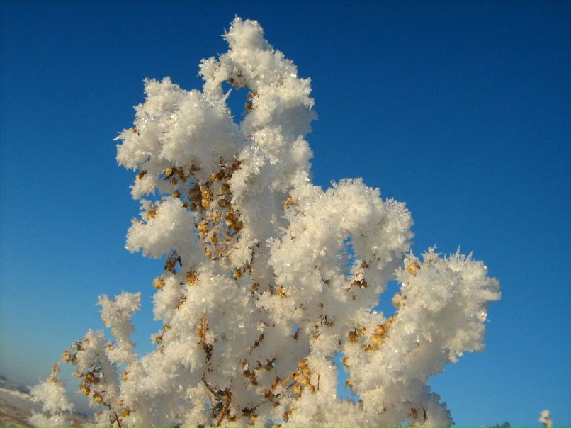 Иван Босниец | 