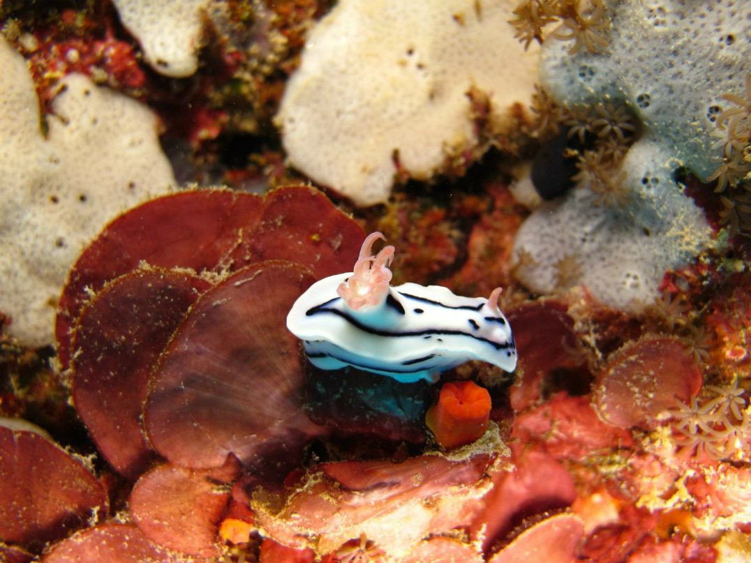 Дмитрий Лобаторин | Москва