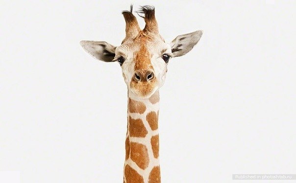 Анна Григорьева | Санкт-Петербург