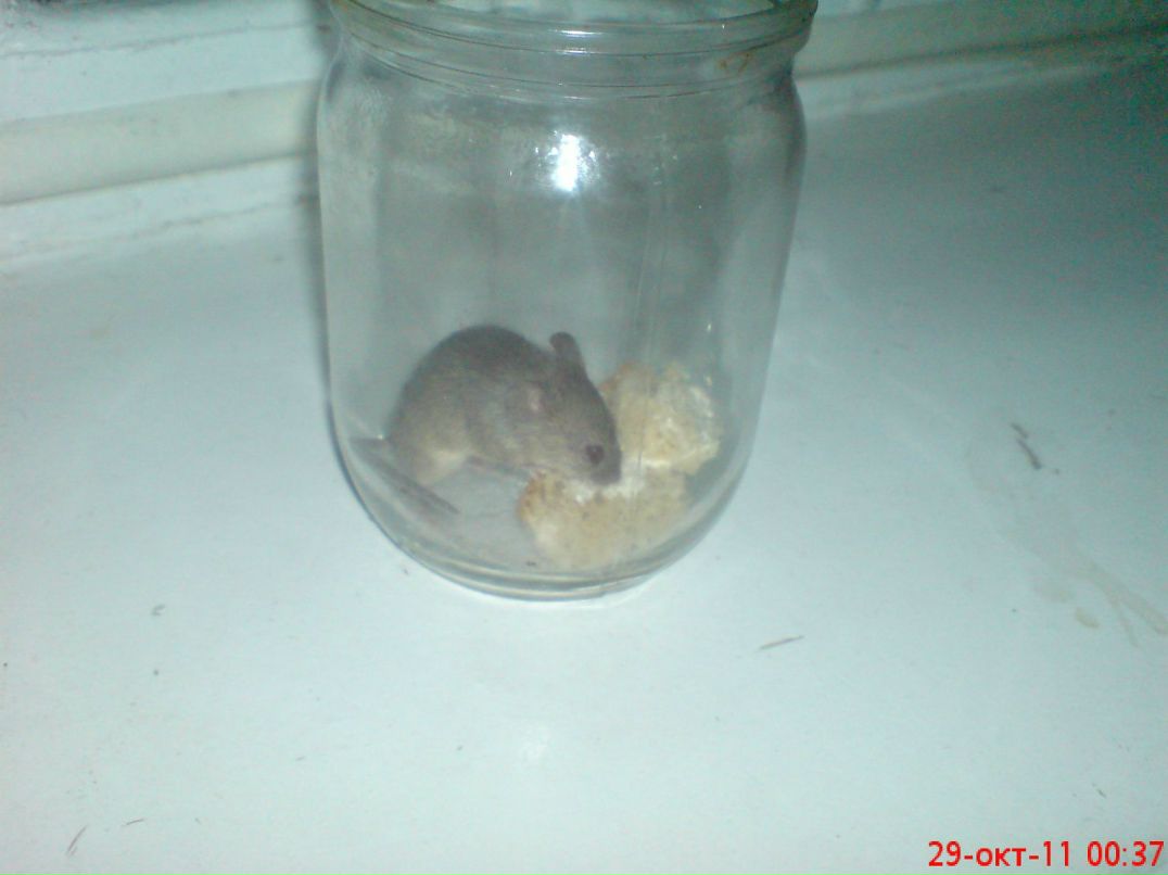 Кирилл Шаповалов | Энергодар