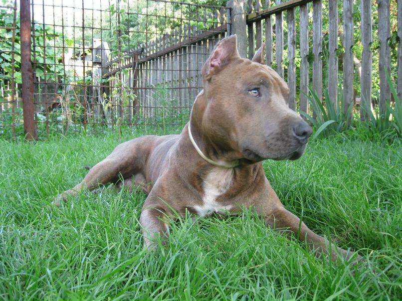 Shadow 325 | Черкассы