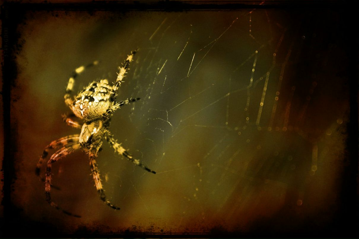 Анастасия Шипенчик | Санкт-Петербург