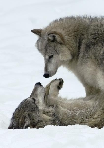 Евгения Волнобаева | Санкт-Петербург