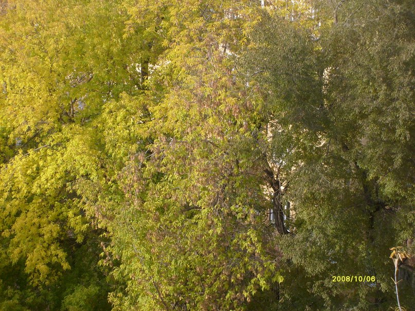 Елена Назаренко | Новосибирск