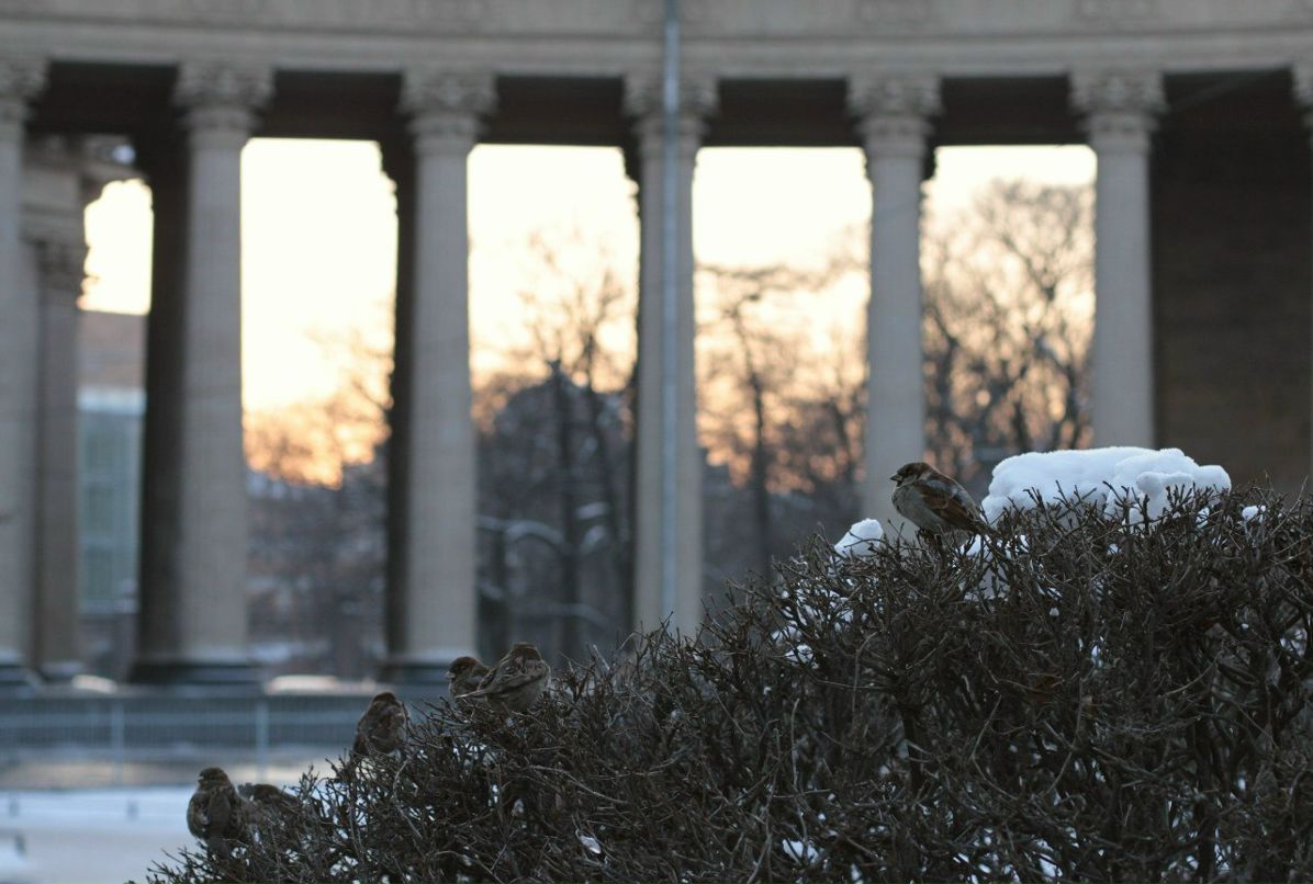 Елена Чёрная | Санкт-Петербург