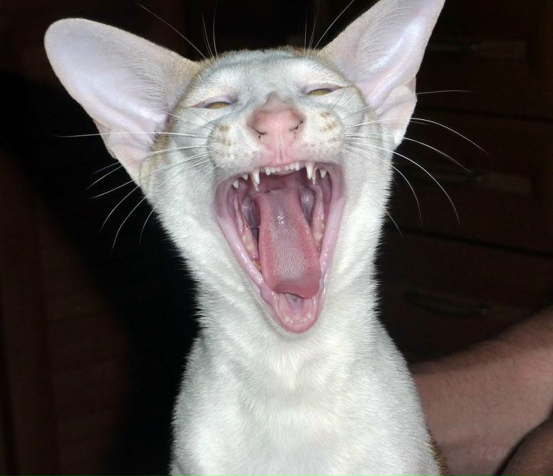 Александр Галицкий | Москва