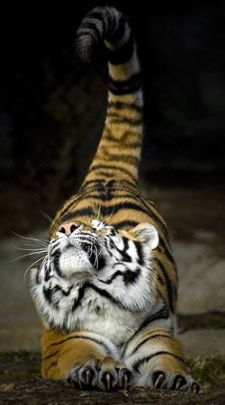 Руслан Багонов | Тутаев