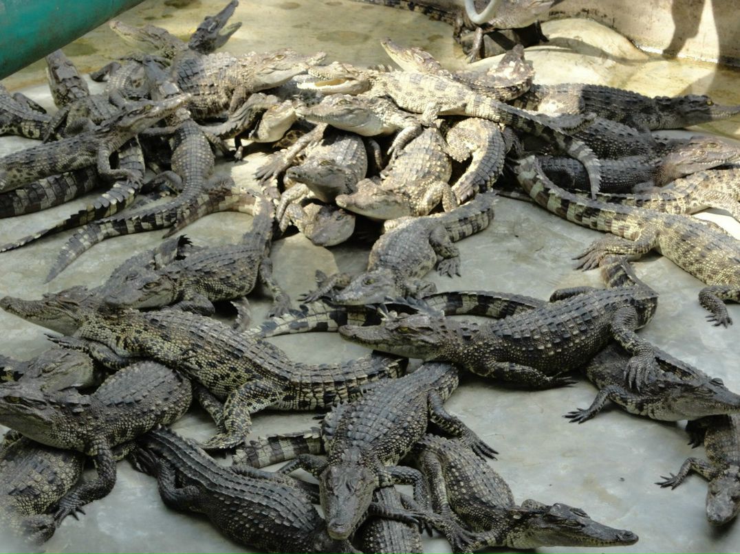 Олена Орлова | Москва