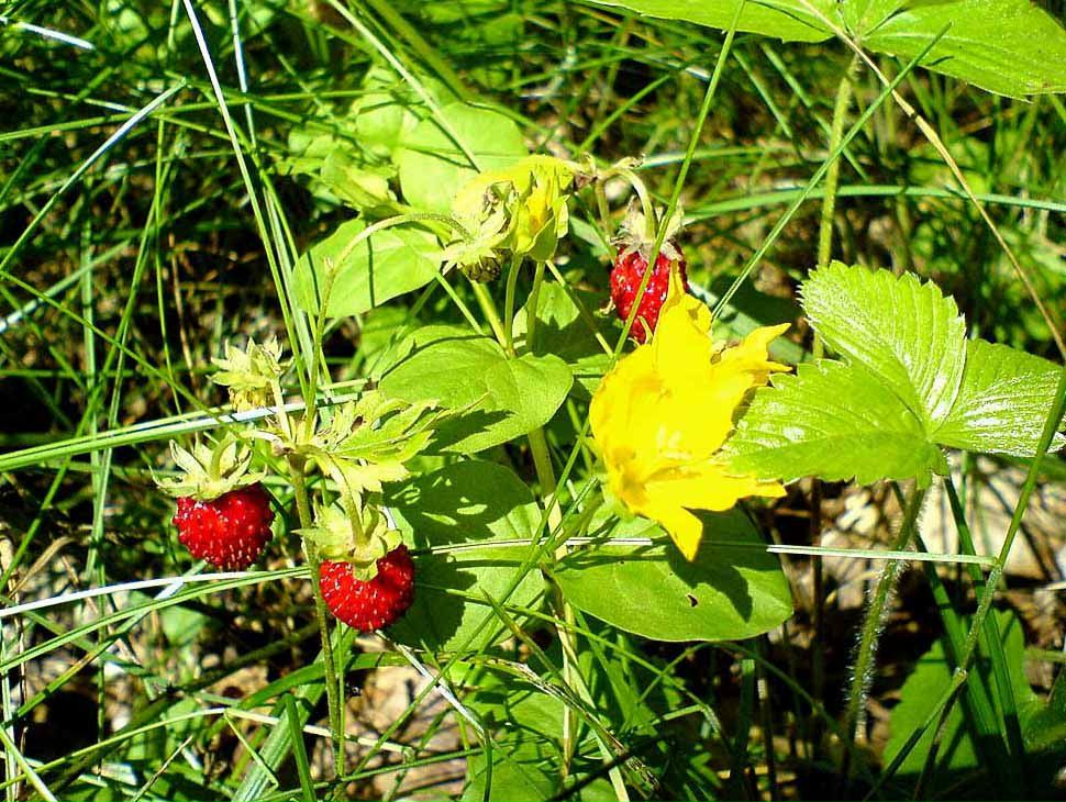 Валентина Шапошникова | 