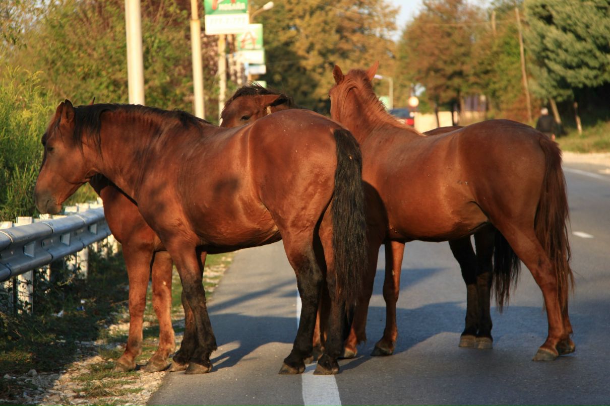 Энвер Хаведжи | Москва
