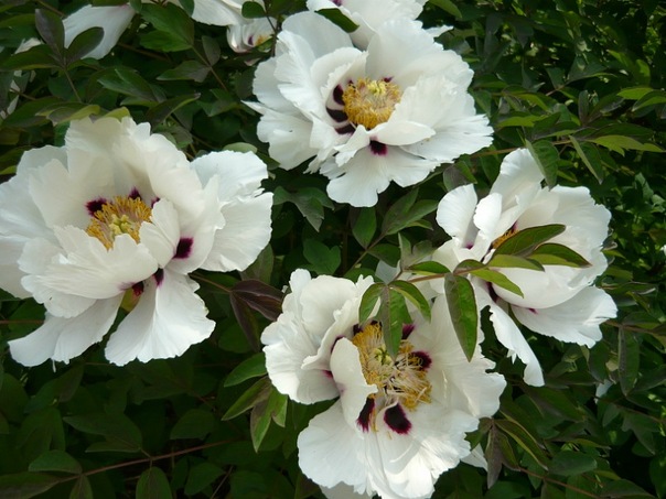 №14, Елена Викторова №14, Елена Викторова