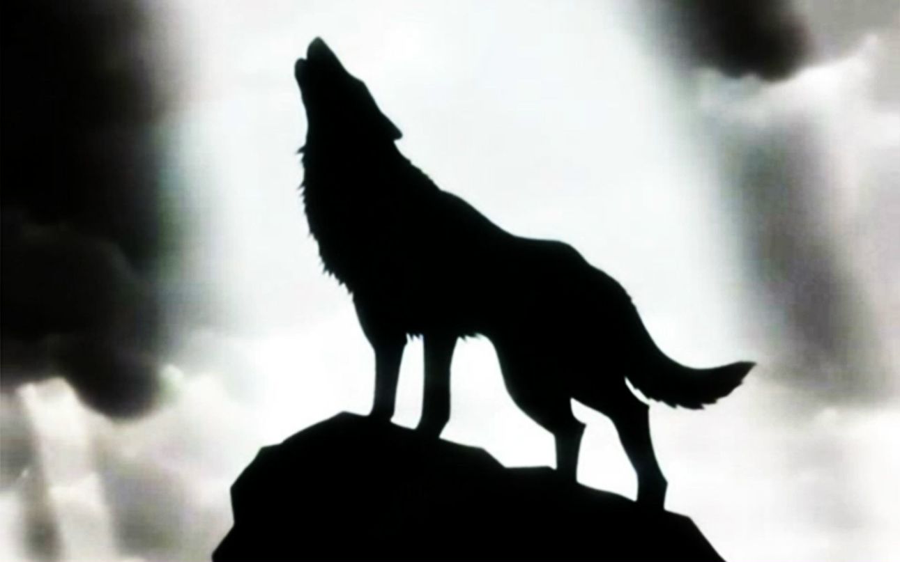 Антон Абызов WOLF | Санкт-Петербург