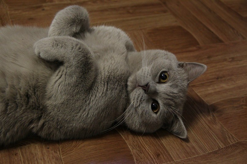 Федор Удавиченко | Тюмень