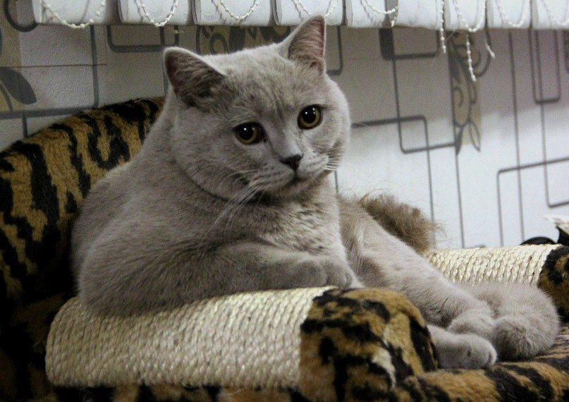 Федор Удавиченко | Тюмень