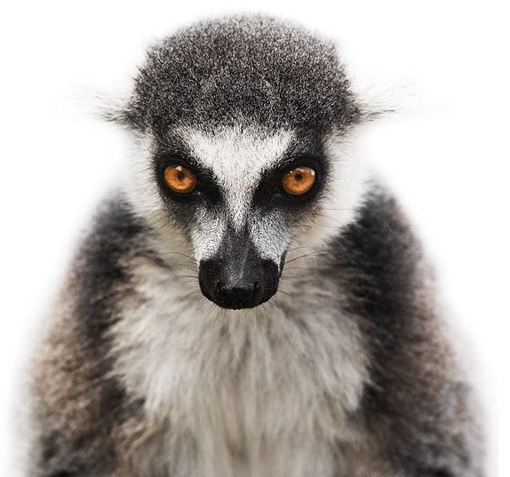 Ивар Д | Санкт-Петербург