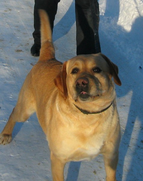 Максим Коваленко | Кропивницкий / Кировоград