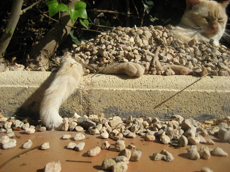 Ольга Егупова | l'Albir