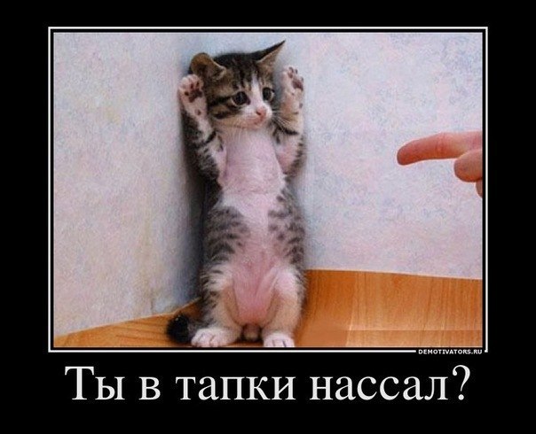 №3, Лиза Дарбазанова №3, Лиза Дарбазанова