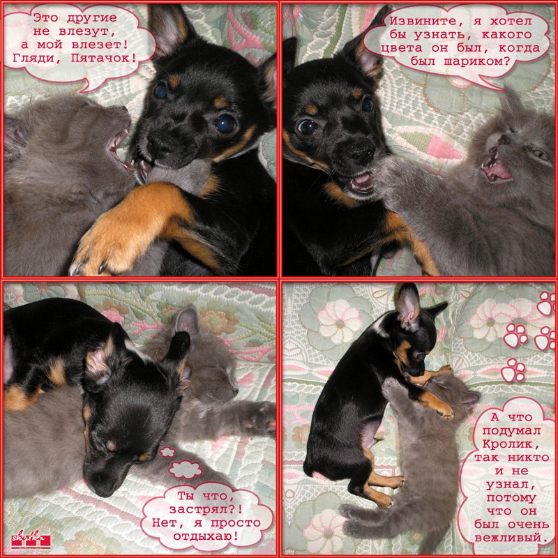 Шура Шуткина | Домодедово