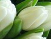 Inna Basi | Бендеры