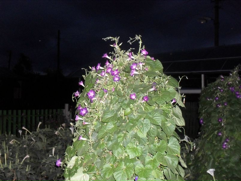 №8, Ирина Купорева №8, Ирина Купорева