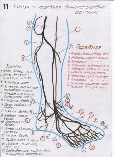 руководство ангиология в картинках красиво, лечь