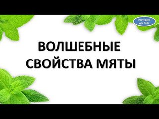 Волшебные свойства мяты