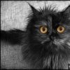 Аватар: Илюха Котяра