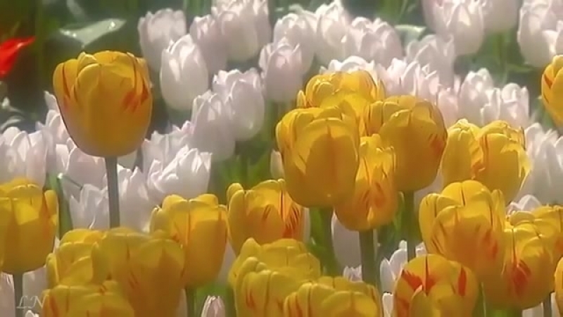 пришла Оркестр Поля Мориа Love story Paul Mauria. Композитор Франсис