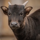 мини буйвол 4 буквы. мини буйвол 4 буквы. аноа карликовый буйвол. африканский лесной буйвол. равнинный аноа.