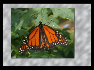 Paul Mauriat - Butterfly (1972)