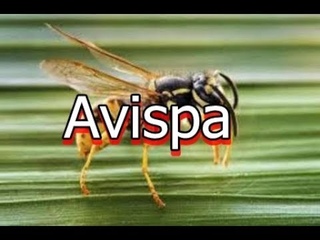 La Avispa -insecto himenóptero de tamaño moderado