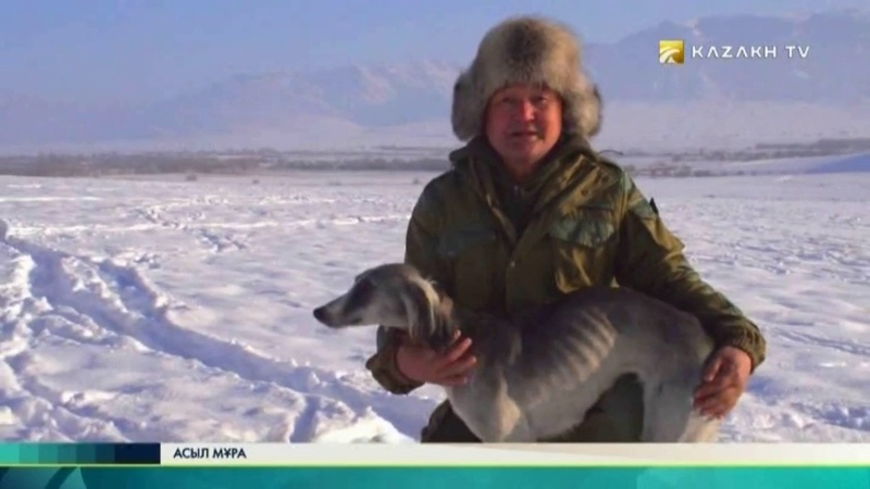 Құмай тазы. Күшік тазыны ауыздандыру
