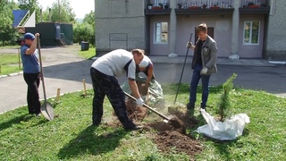 У Дома культуры «Геолог» высадили кедровую аллею