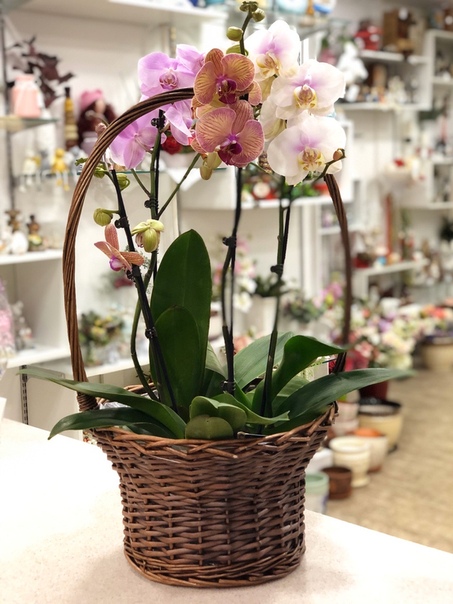 Большой выбор горшечных растений🌺