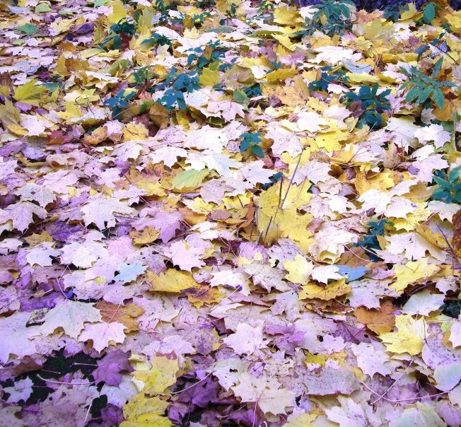 №200, Анастасия Макарова, Санкт-Петербург №200, Анастасия Макарова, Санкт-Петербург