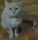 №31 Константин Кордонский
