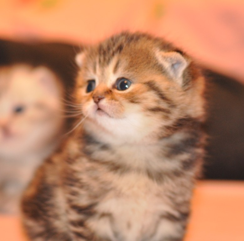 Людмила Кулишева | Королёв