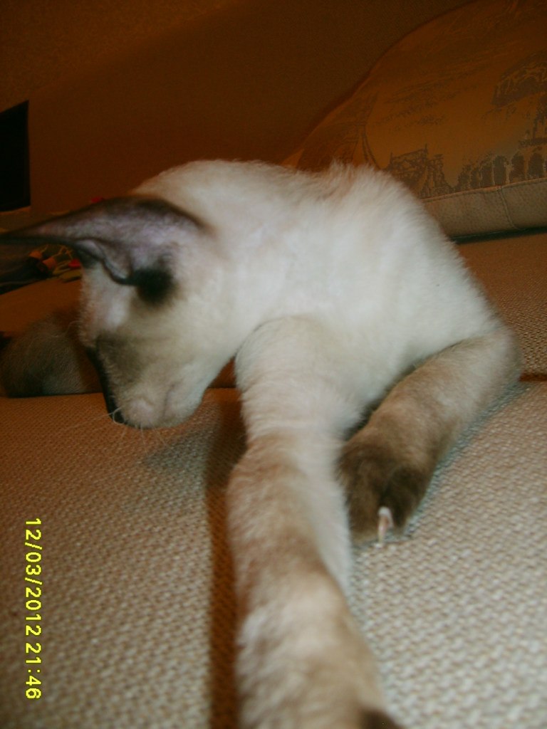 Анастасия Кривых | Новосибирск