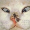 Аватар: Люда Комаха