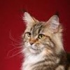 Аватар: Анна Кудимец